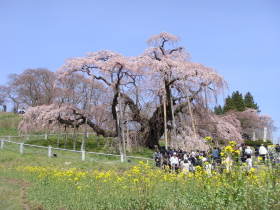 滝桜の様子(2015年4月12日撮影)
