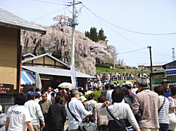 滝桜の様子1（2012年4月29日撮影）