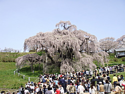 滝桜の様子1（2012年4月29日撮影）