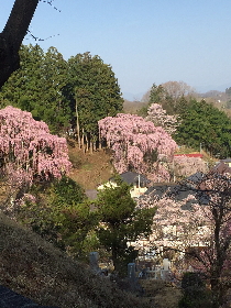 滝桜売店のお知らせ①