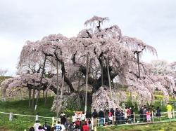 滝桜売店のお知らせ①